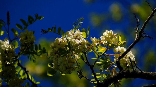 Flowering forest garden