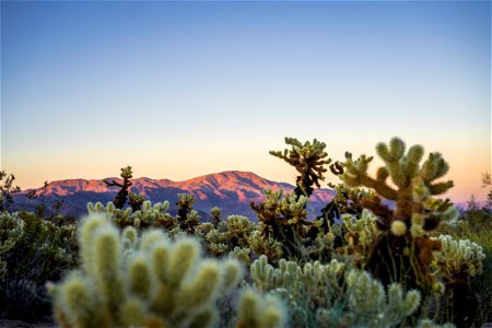 NPS / Emily Hassell Alt text: A field of spiky green and brown teddybear cholla (Cylindropuntia bigelovii) at Cholla Cactus Garden contrast the warm hues of a setting sun over mountains in the distan photo