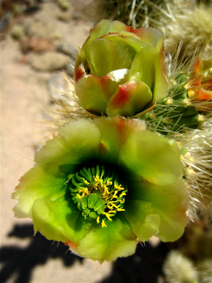 Yellow-green flower of the teddy-bear cholla (Cylindropuntia bigelovii) at the Cholla Cactus Garden, Joshua Tree National Park, CA.