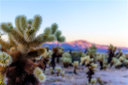 NPS / Emily Hassell Alt text: A field of spiky green and brown teddybear cholla (Cylindropuntia bigelovii) at Cholla Cactus Garden contrast the warm hues of a setting sun over mountains in the distan photo