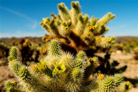 NPS / Alessandra Puig-Santana alt text: green flowers growing atop the spiky cholla cactus branches. photo