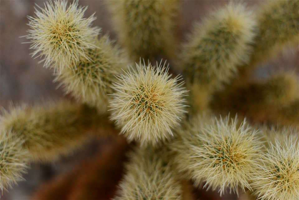 NPS / Hannah Schwalbe