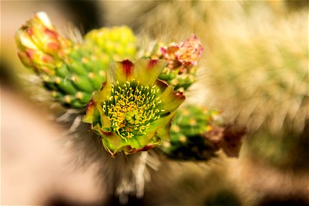 NPS / Alessandra Puig-Santana alt text: blooming green flowers on the Cholla cactus. photo