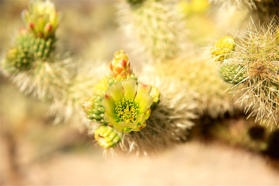NPS / Alessandra Puig-Santana

alt text: blooming green flowers on the Cholla cactus.