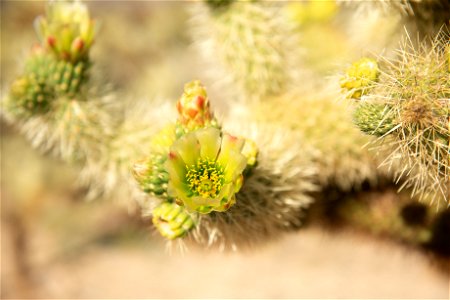 NPS / Alessandra Puig-Santana alt text: blooming green flowers on the Cholla cactus. photo