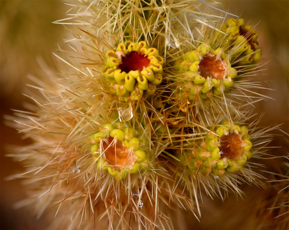 NPS / Hannah Schwalbe

Alt text: New growth and water drops on a cholla plant.