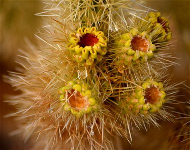 NPS / Hannah Schwalbe Alt text: New growth and water drops on a cholla plant. photo
