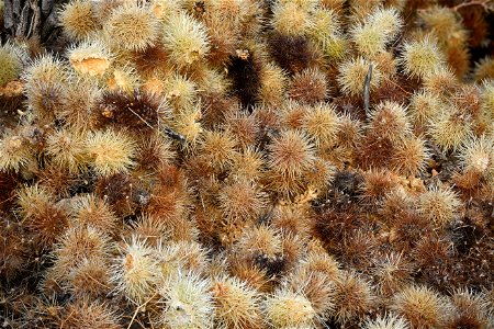 NPS / Hannah Schwalbe Be careful when walking around in the park, especially at the Cholla Cactus Garden. Cholla often drop very sharp balls that can easily stick to shoes and clothing. We recommend w photo