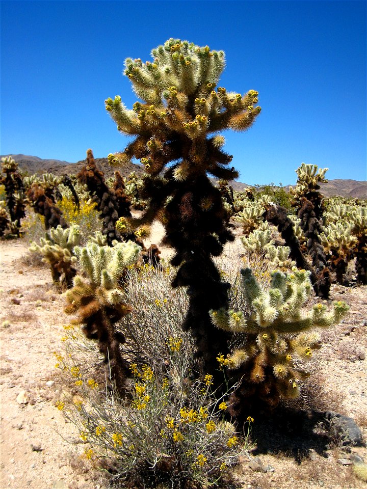 Teddy-bear cholla (Cylindropuntia bigelovii) at the Cholla Cactus Garden, Joshua Tree National Park, CA.