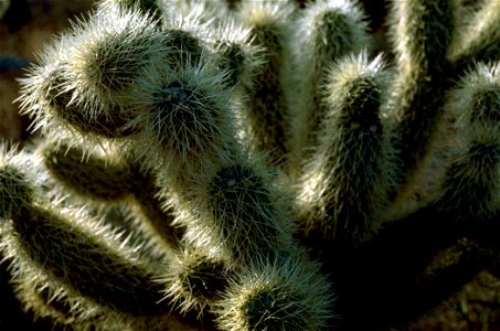 Image title: Teddy bear cholla cactus macro image Image from Public domain images website, http://www.public-domain-image.com/full-image/flora-plants-public-domain-images-pictures/flowers-public-domai photo