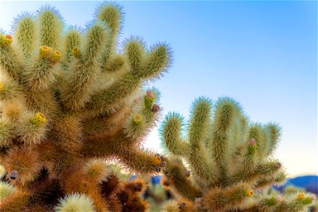 NPS / Emily Hassell Alt text: A field of spiky green and brown teddybear cholla (Cylindropuntia bigelovii) at Cholla Cactus Garden contrast the cool blue sky. photo