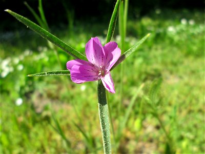 Kornrade (Agrostemma githago) in Hockenheim - gesetzt in einen Grünstreifen in einer Maßnahme des Nabu zur Erhaltung der Artenvielfalt durch Wildblumen an Straßen- und Wegrändern
