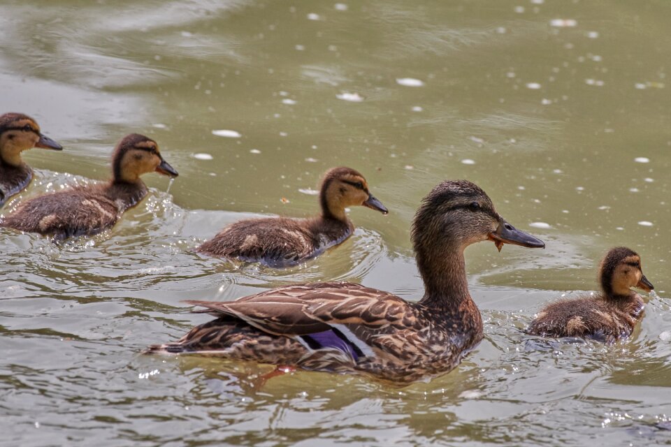 Water bird lake drake photo