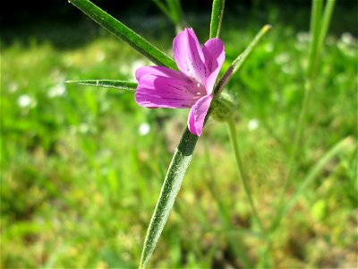 Kornrade (Agrostemma githago) in Hockenheim - gesetzt in einen Grünstreifen in einer Maßnahme des Nabu zur Erhaltung der Artenvielfalt durch Wildblumen an Straßen- und Wegrändern - durch die industria