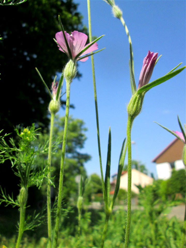 Kornrade (Agrostemma githago) in Hockenheim - gesetzt in einen Grünstreifen in einer Maßnahme des Nabu zur Erhaltung der Artenvielfalt durch Wildblumen an Straßen- und Wegrändern - durch die industria