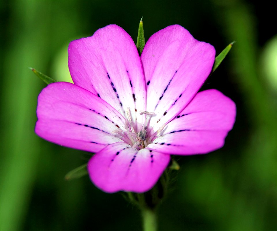 Agrostemma githago