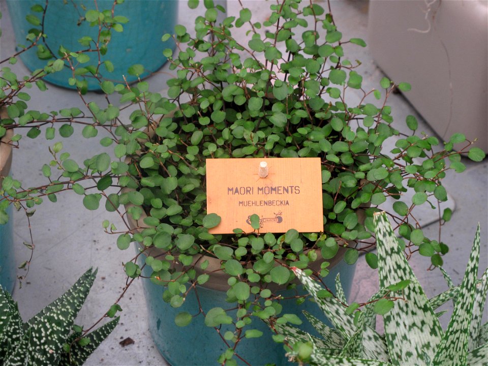Muehlenbeckia complexa in a garden centre. Identified by its commercial botanic label.