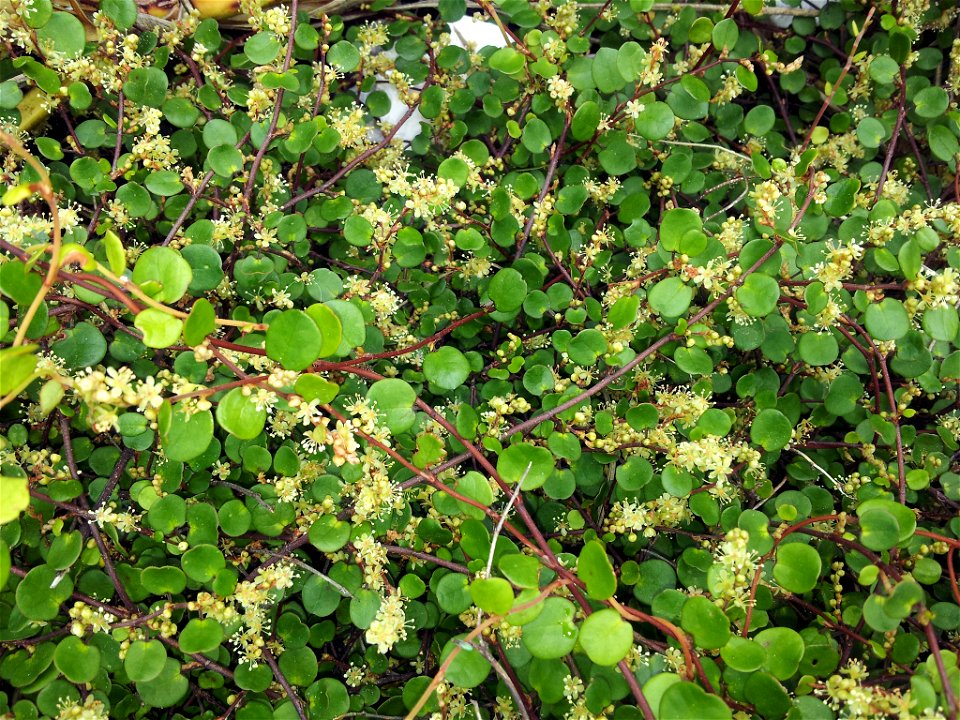 Small-leaved Pohuehue (Muehlenbeckia complexa var. complexa). Variety of plant.