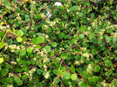 Small-leaved Pohuehue (Muehlenbeckia complexa var. complexa). Variety of plant.