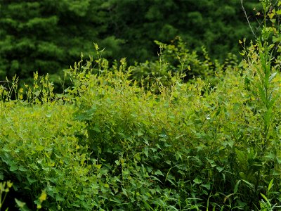 Persicaria perfoliata image of habitus. Source iNaturalist (researchgrade)