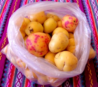 Ullucos (Ullucus tuberosus)