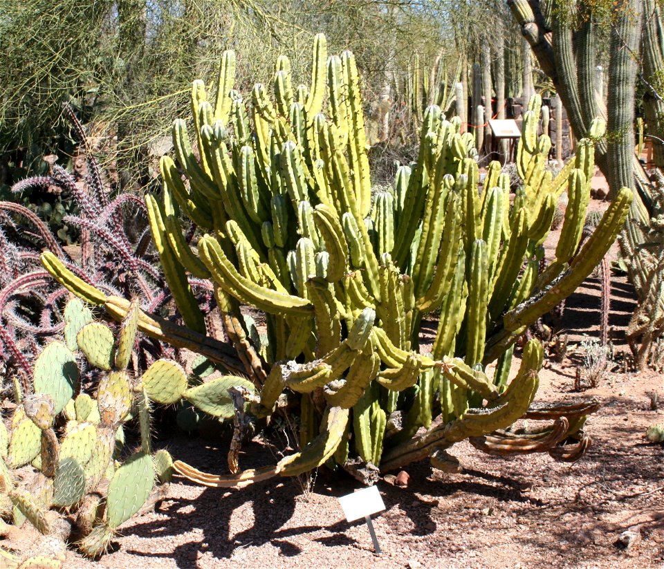 Whortleberry Cactus (Myrtillocactus geometrizans); Cactus family (Cactaceae); native to Central Mexico.  Photographed at the Desert Botanical Garden, Phoenix, AZ.