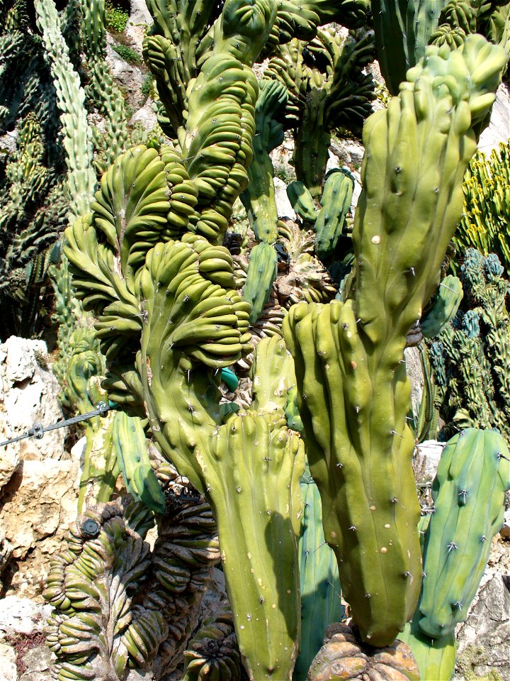 Jardin exotique de Monaco