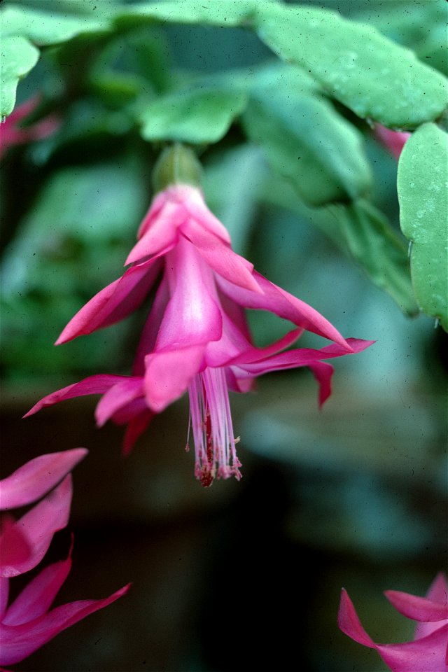 Schlumbergera buckleyi