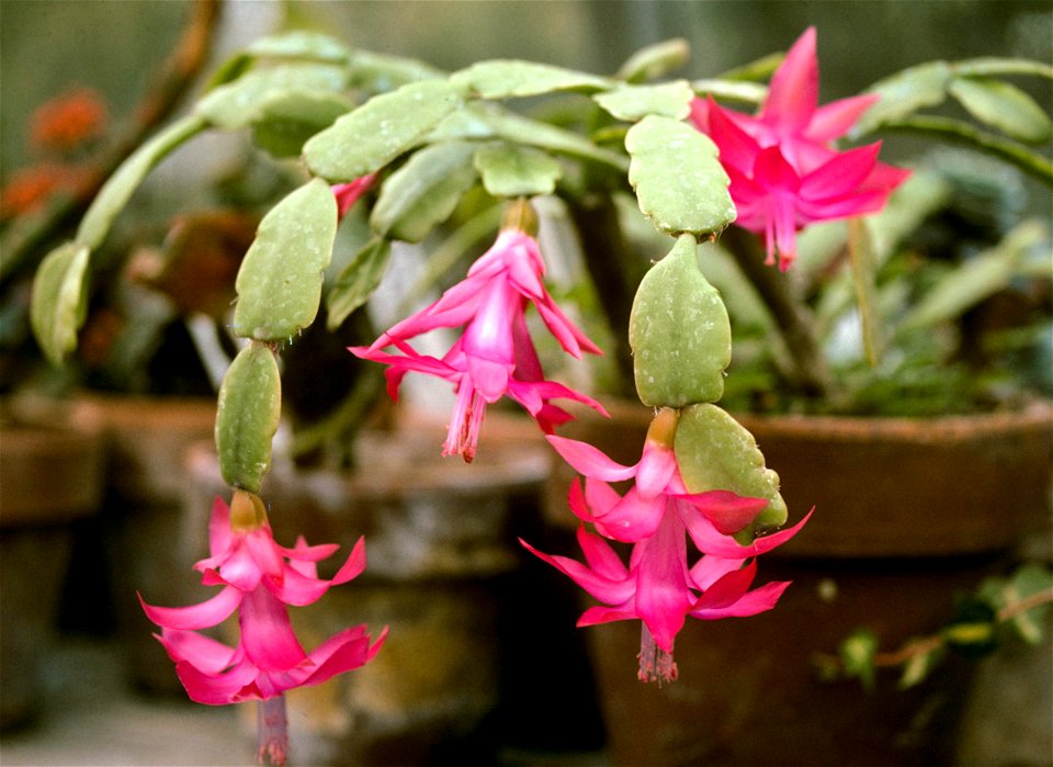 Schlumbergera buckleyi

 Зігокактус, шлумбергера, різдвяник
Русский:  Зигокактус, он же декабрист, он же рождественник