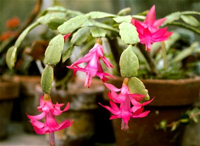 Schlumbergera buckleyi

 Зігокактус, шлумбергера, різдвяник
Русский:  Зигокактус, он же декабрист, он же рождественник