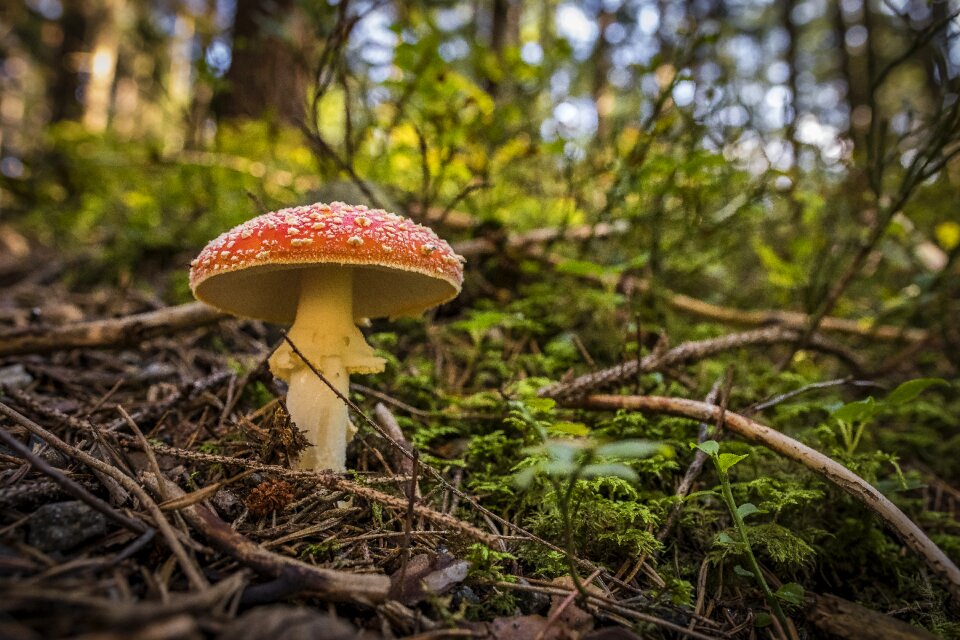 Nature forest floor fly agaric