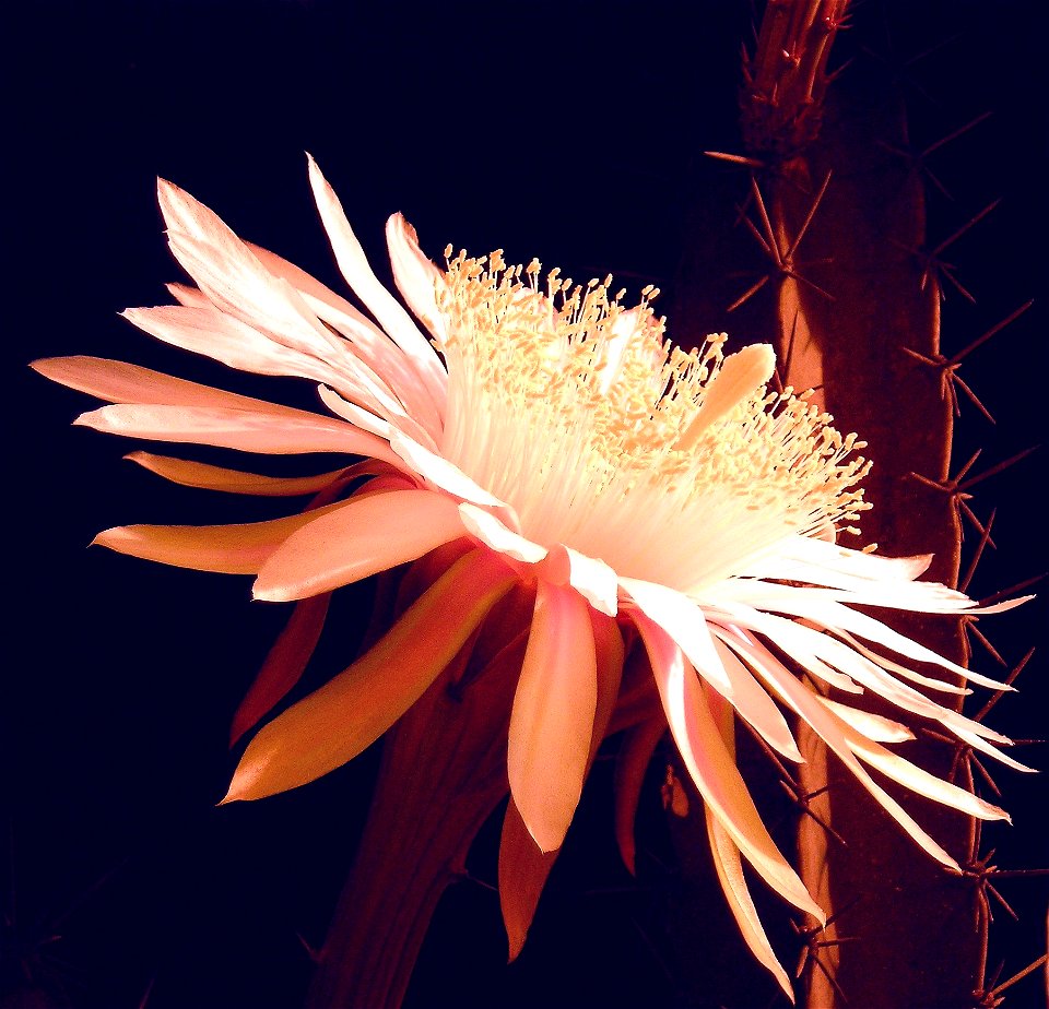 Flor de Acanthocereus tetragonus (CACTACEAE) 

Península de Azuero - Panamá
