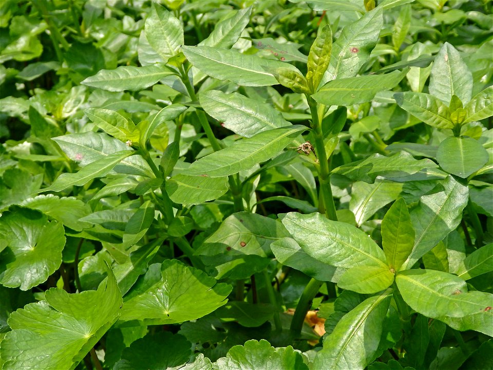 ナガエツルノゲイトウ (Alternanthera philoxeroides)