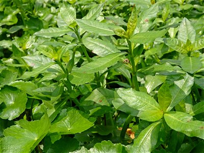 ナガエツルノゲイトウ (Alternanthera philoxeroides)