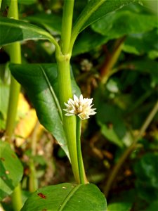 ナガエツルノゲイトウ (Alternanthera philoxeroides)