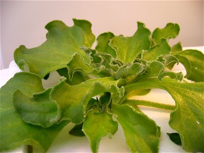 Mesembrianthemum crystallinum photo