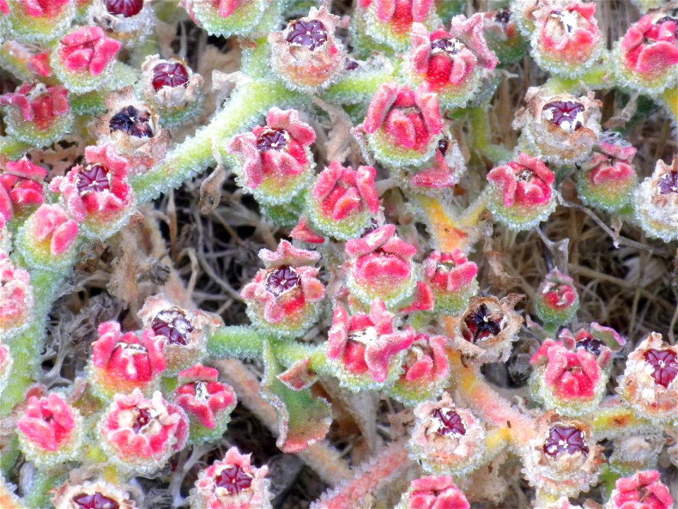 Mesembryanthemum crystallinum close up, La Mata, Torrevieja, Alicante, Spain.