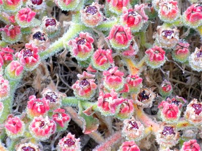 Mesembryanthemum crystallinum close up, La Mata, Torrevieja, Alicante, Spain.