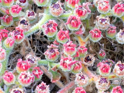 Mesembryanthemum crystallinum close up, La Mata, Torrevieja, Alicante, Spain. photo