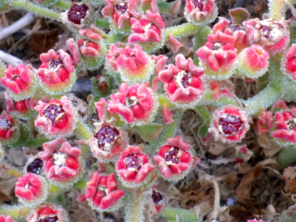 Mesembryanthemum crystallinum fruits, La Mata, Torrevieja, Alicante, Spain.