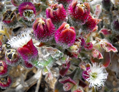 Mesembryanthemum crystallinum on the Bayside Trail at Point Loma, San Diego, California, USA.