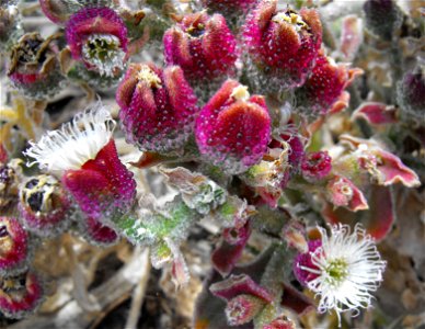 Mesembryanthemum crystallinum on the Bayside Trail at Point Loma, San Diego, California, USA. photo