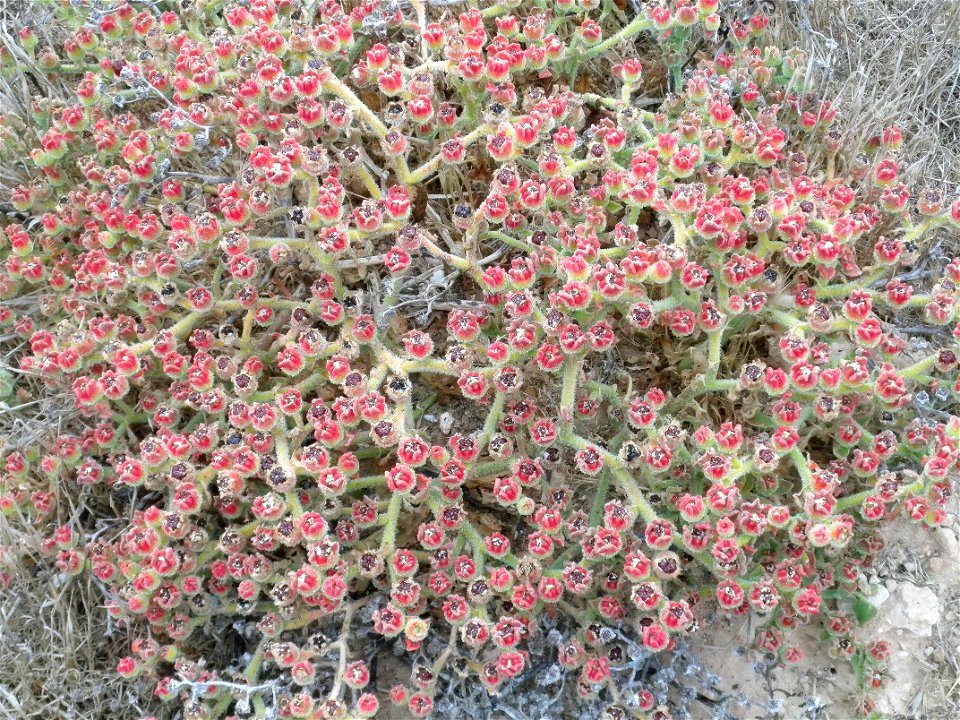 Mesembryanthemum crystallinum habit, La Mata, Torrevieja, Alicante, Spain.