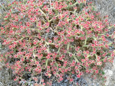 Mesembryanthemum crystallinum habit, La Mata, Torrevieja, Alicante, Spain. photo