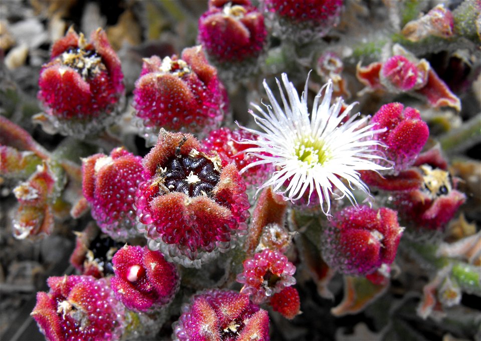 Mesembryanthemum crystallinum on the Bayside Trail at Point Loma, San Diego, California, USA.