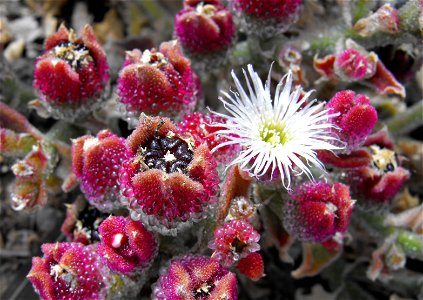 Mesembryanthemum crystallinum on the Bayside Trail at Point Loma, San Diego, California, USA.