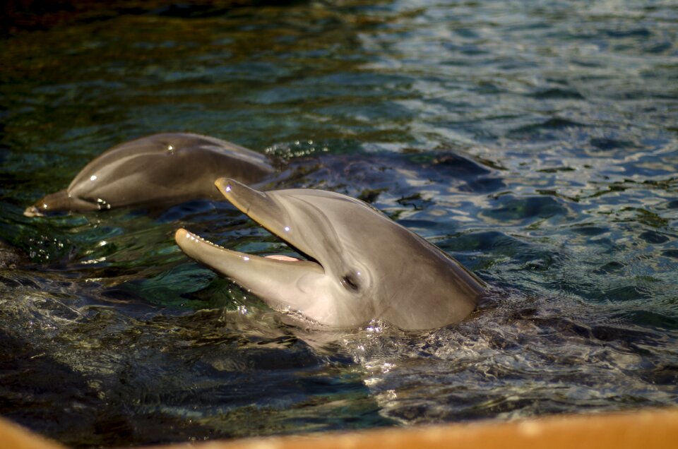 Dolphin water swim