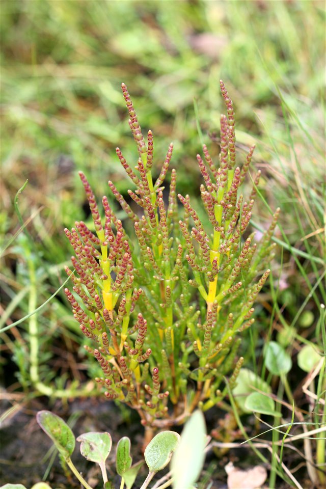 Salicornia europaea. Photo taken in odsherred, Denmark.