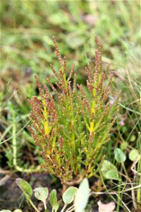 Salicornia europaea. Photo taken in odsherred, Denmark.