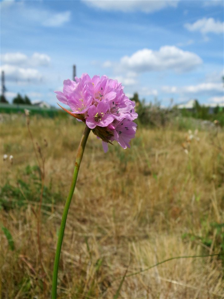 Strand-Grasnelke (Armeria maritima) in Oftersheim